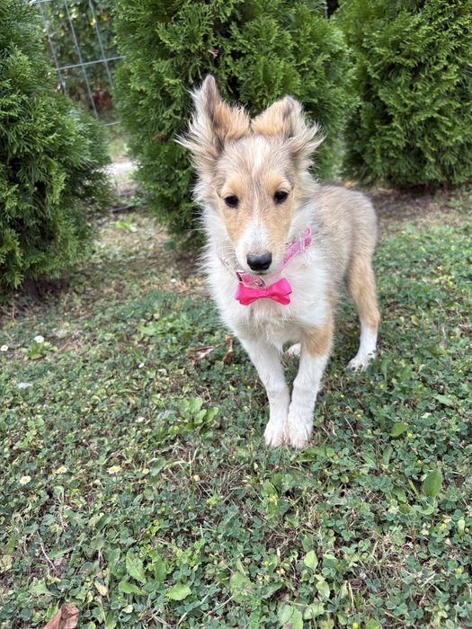 Owczarek Szetlandzki Szeltie suczka paszport