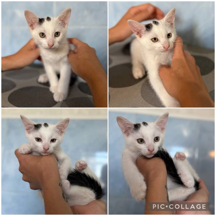 Małe kotki - gotowe do odbioru