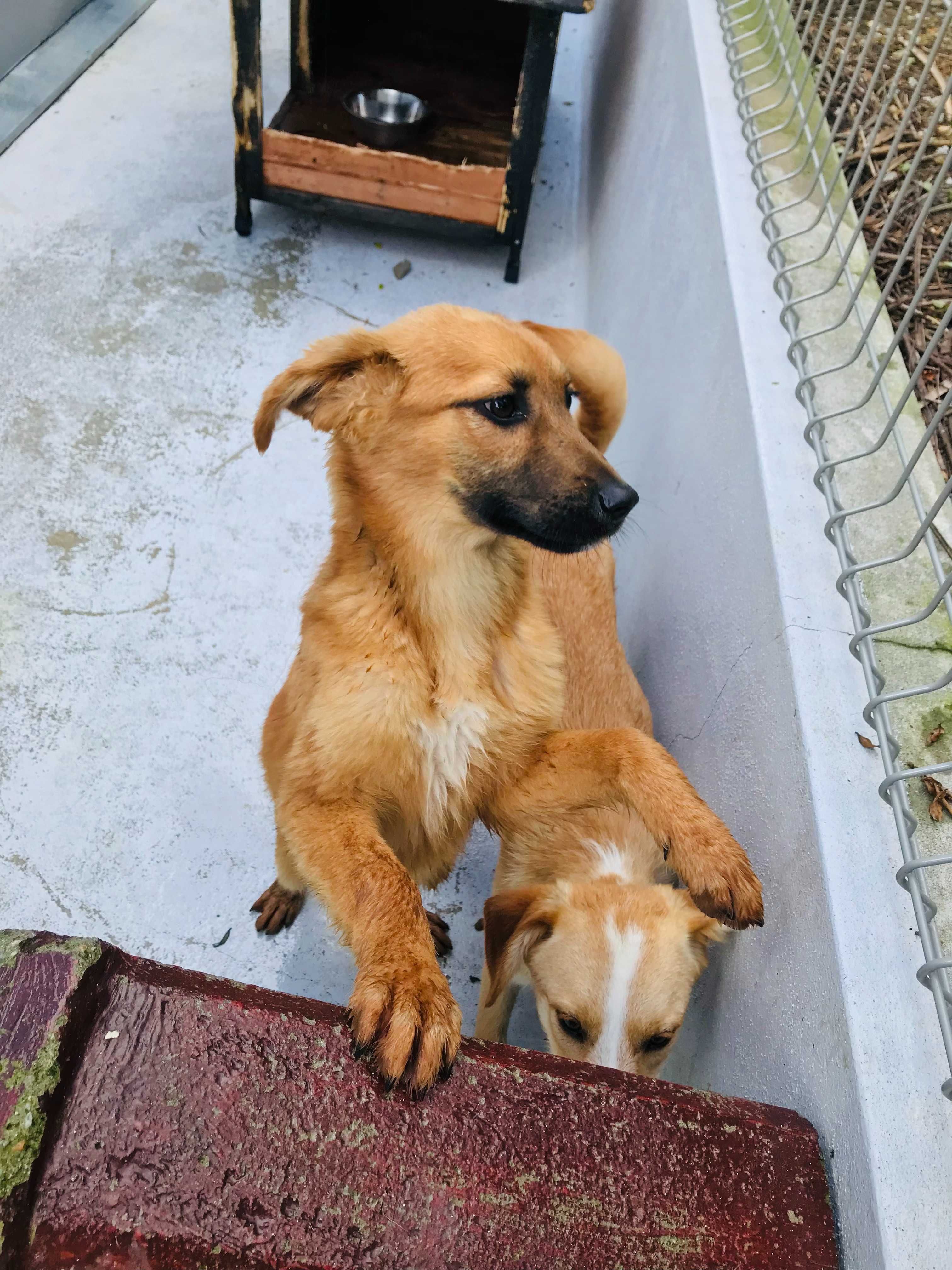 Isaurinha - cadelinha com aprox. 6 meses