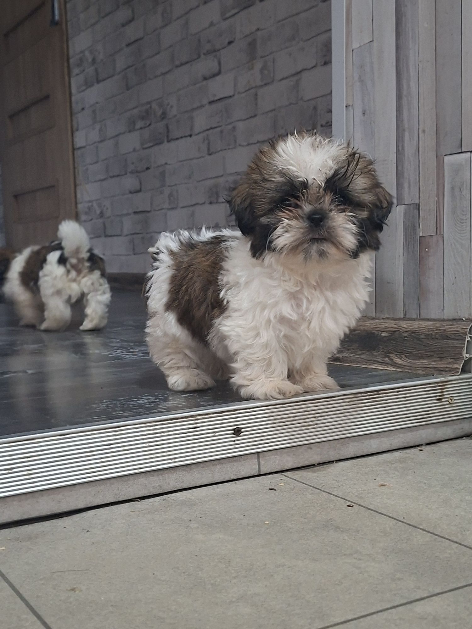 Shih Tzu  chłopak