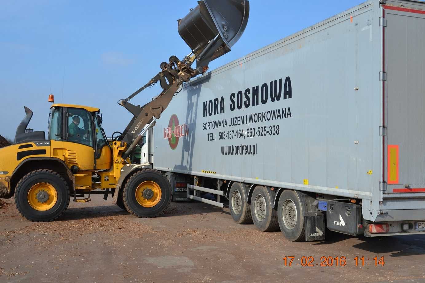 Kor-Drew Kora sosnowa luzem z dostawą na terenie całego kraju min.95mp