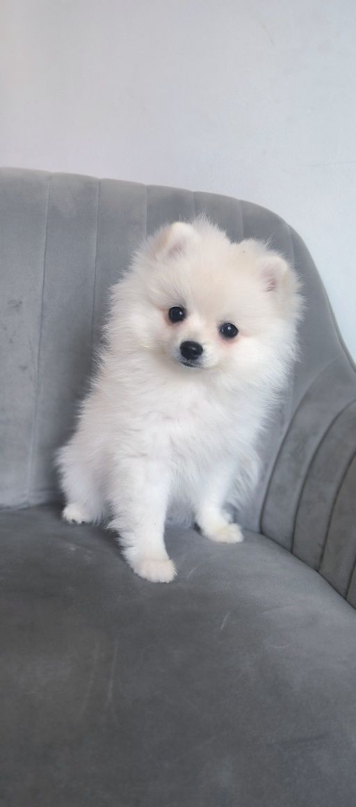 Szpic Miniaturowy - Pomeranian - Biała dziewczynka!