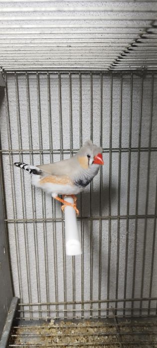 Mandarins normais e de poupa