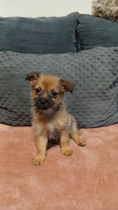 Bonzoo cudny szczeniak do adopcji