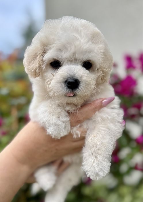 Bichon Frise chłopiec Zwiazek Kynologiczny w Polsce FCI
