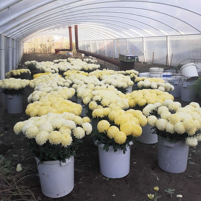 Chryzantemy cięte Creamist