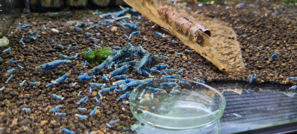 Krewetki Taiwan Deep Blue Bolt