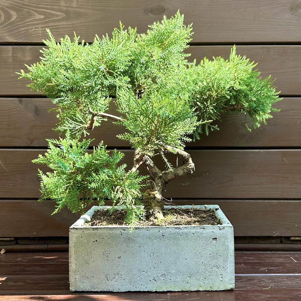 Donica betonowa bonsai jałowiec