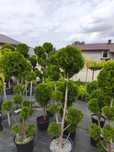 Bonsai Tuja Szmaragd, Tuja Aurescens