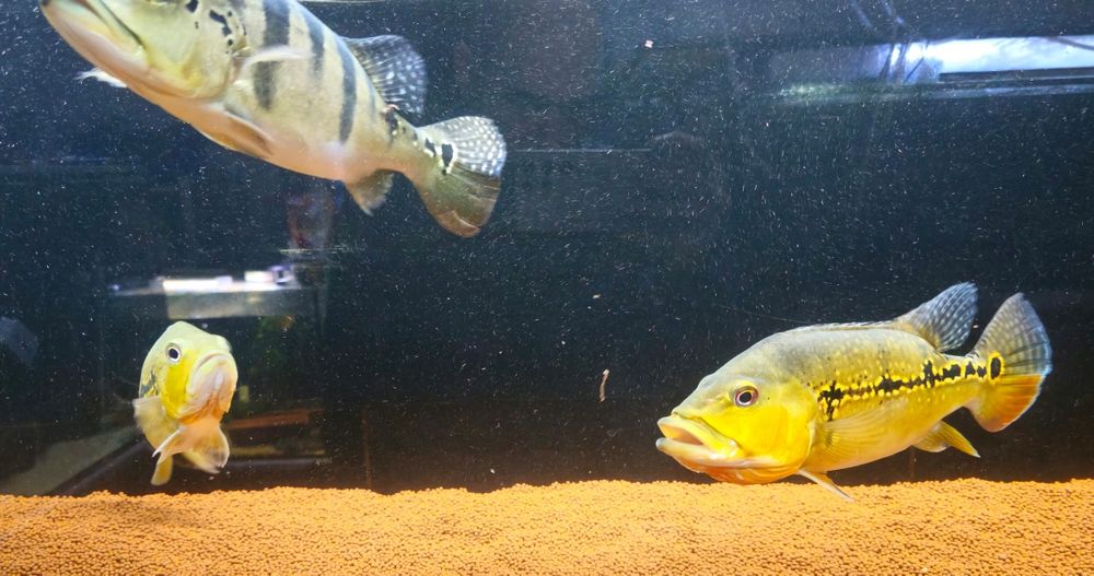 Ciclhas 4 exemplares