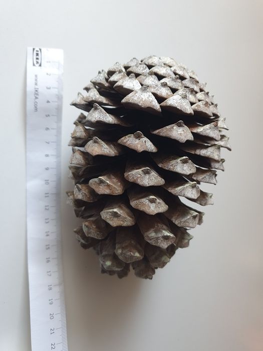 Шишка соснова з Атлантики