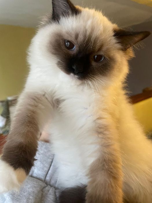 Ragdoll kotka do hodowli seal mitted kot rodzice rodowód FPL Fife FCI