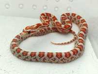 Wąż zbożowy Ultramel het motley, ph. 66% scaleless, cinder, ph. anery