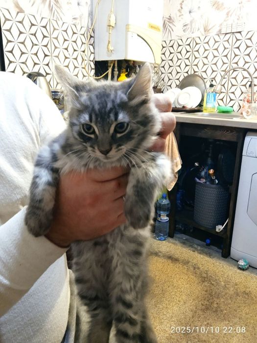 Маненьки котики шукають дім