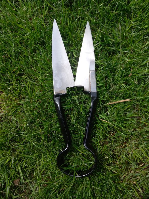 Nożyce do golenia owiec