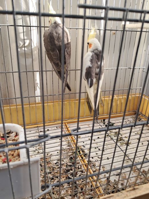 Caturras i red ramos pra. Vender ao trocar por outras aves