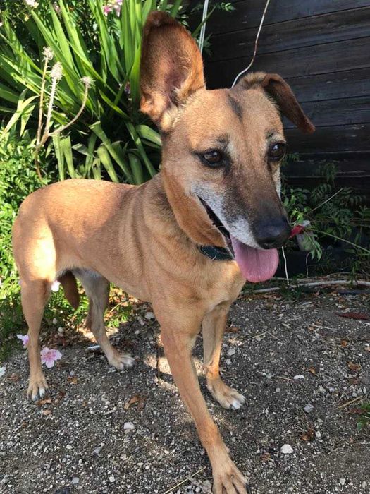 Alice - cadela média para adoção