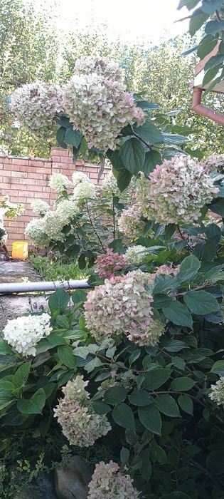 Гортензія волотиста різні сорти