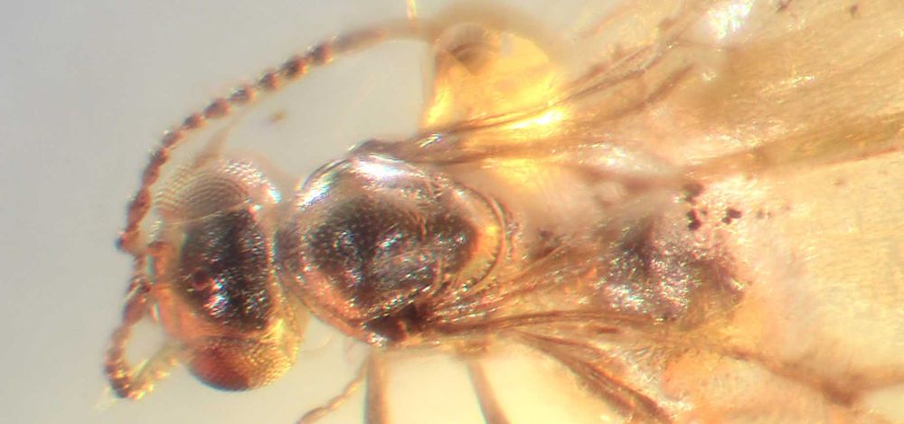 Bursztyn inkluzja  Scelionidae wymarła osa Hymenoptera Baltic amber
