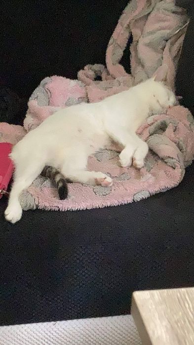 Zaginęła kotka Meliska