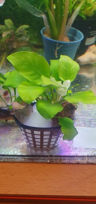 Roślina akwariowa : Anubias nana