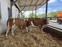 Pierwiastki krowy jałówki cielne Simental SM SIM Simmental
