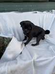 Pug carlin macho