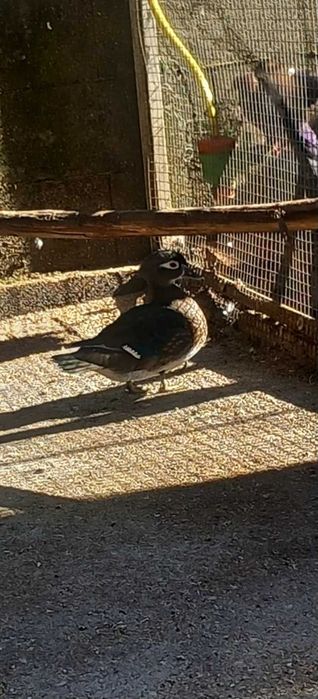 Vendo femea de pato carolino