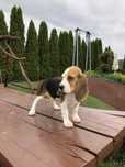 Szczeniak Beagle Pies