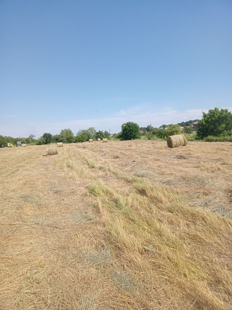 Сіно.                                    .