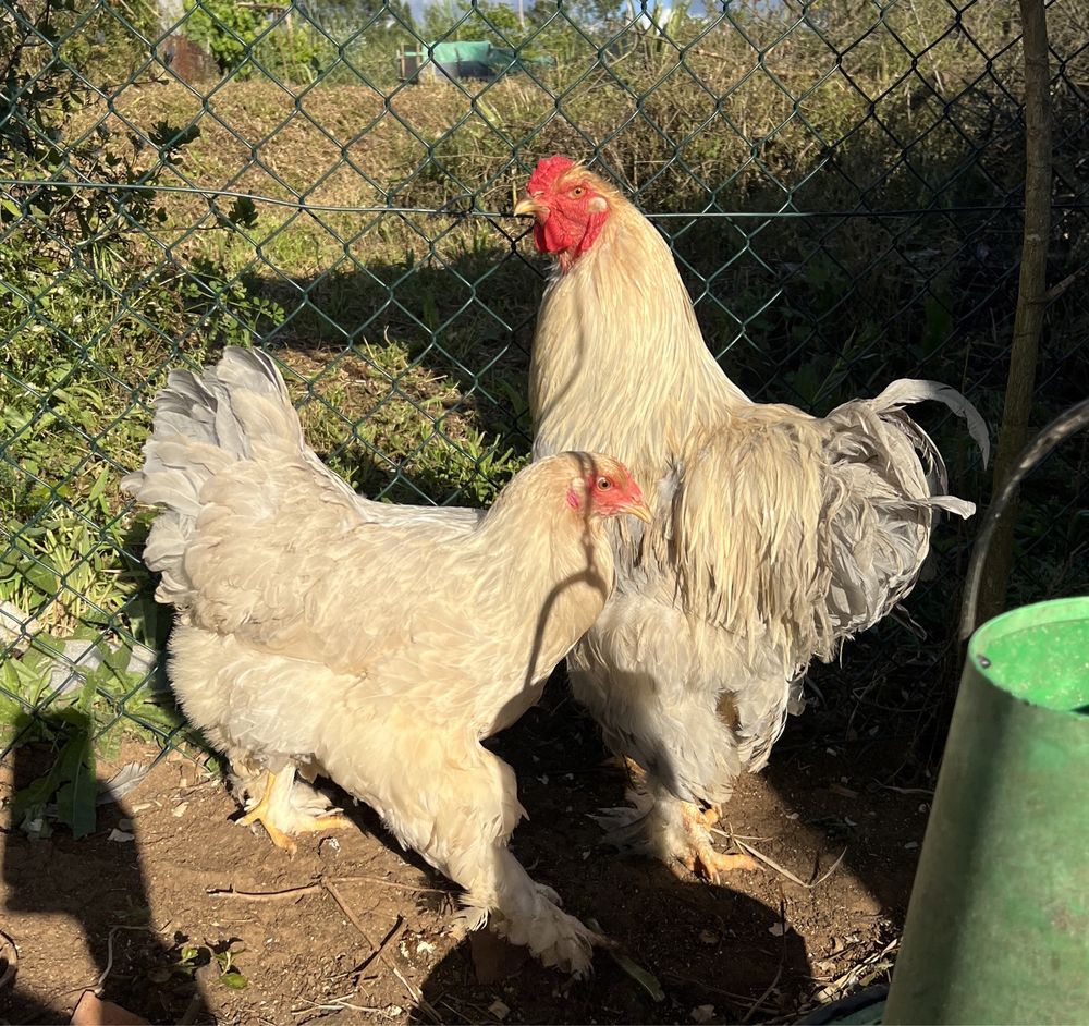 Ovos para Incubação de várias raças e pintos BRAHMA