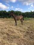 Poldra 18 meses cruzada lusitano