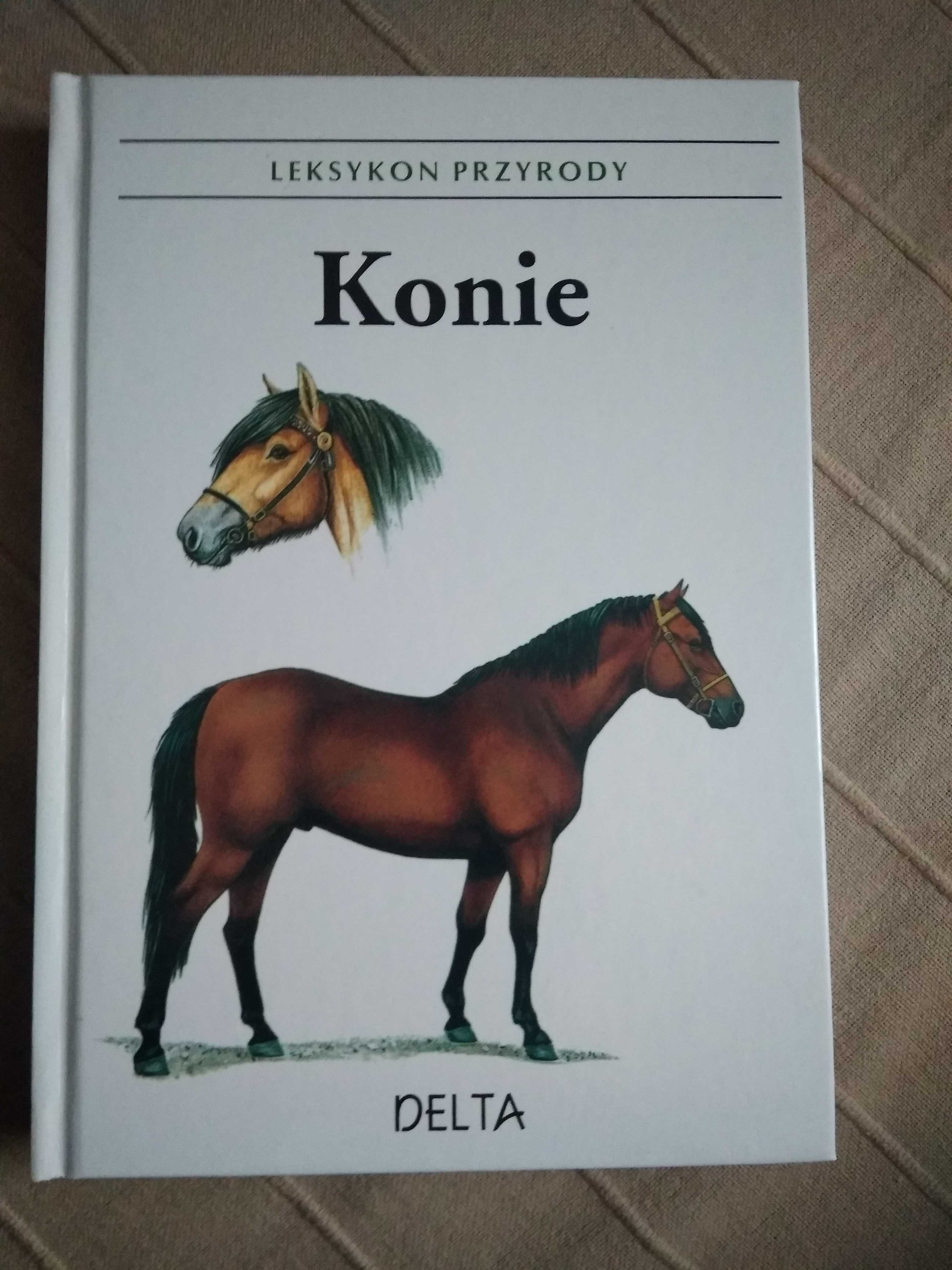 Konie - Helena Kholova