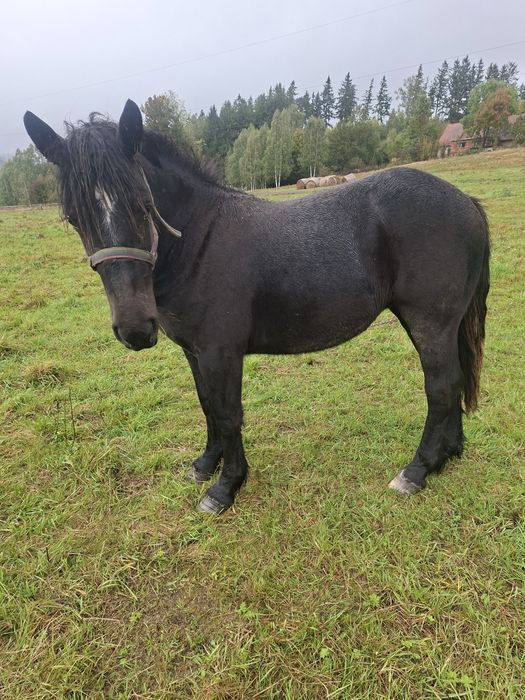 Sprzedam zrebice zimnokrwistom