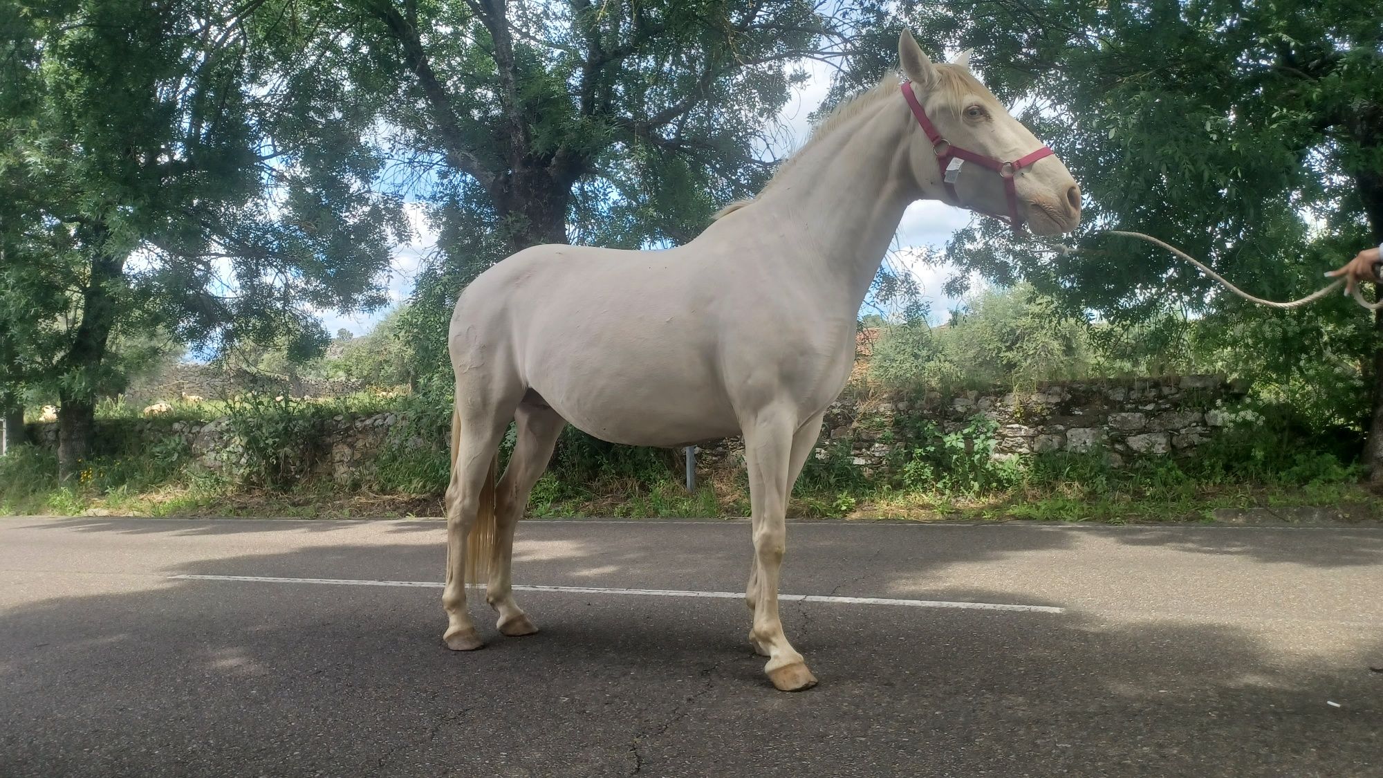 Egua isabel muito bonita psl pura com livro azul