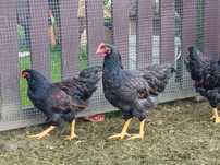 Kogut Barnevelder