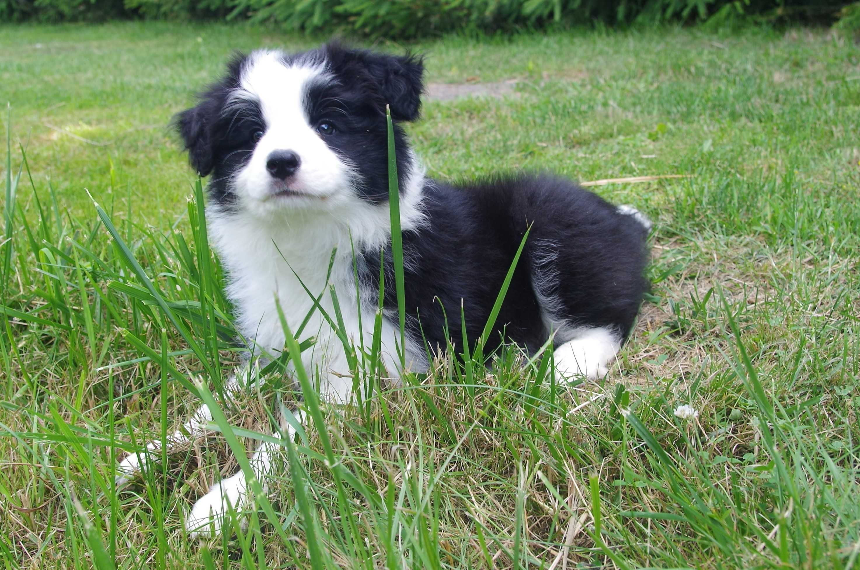Border Collie - ZKwP/FCI śliczny piesek po Championach