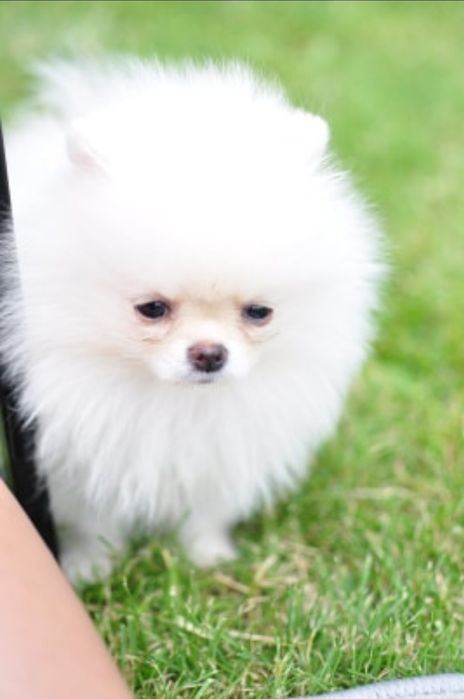 Pomeranian chłopak fci