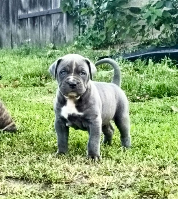 Szczeniaki bandog - cane corso dog argentyński mastino presa tosa