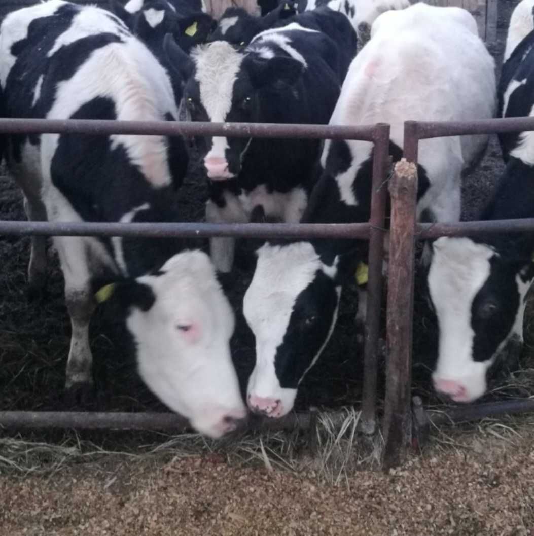 Jałówka wysokocielna hf wysoka wydajność matki. Stado z pod oceny.