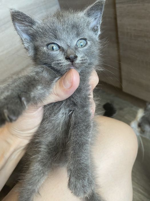 Кошенята у добрі руки