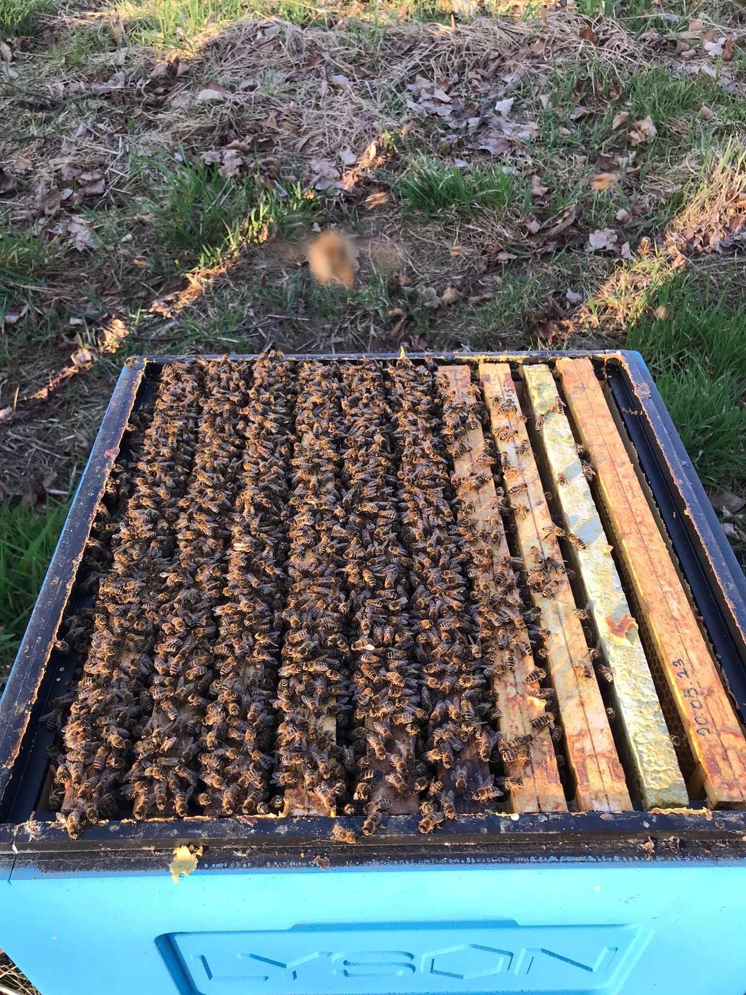 Pszczoły, Odkłady pszczele ramka Wielkopolska