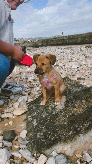 Petsitting Lisboa e dogwalking