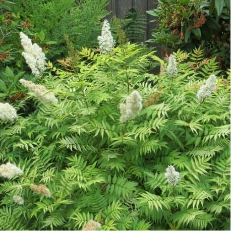 Tawlina Jarzębolistna Sorbaria