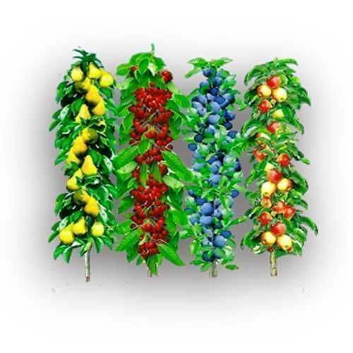 Продам саженцы колоновидных деревьев.