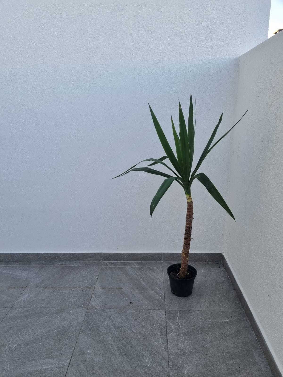 Plantas em vaso - Yuccas