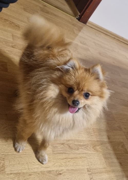 Szpic miniaturowy Pomeranian Suczka,miniaturka orange