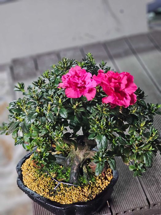 Bonsai de azalea