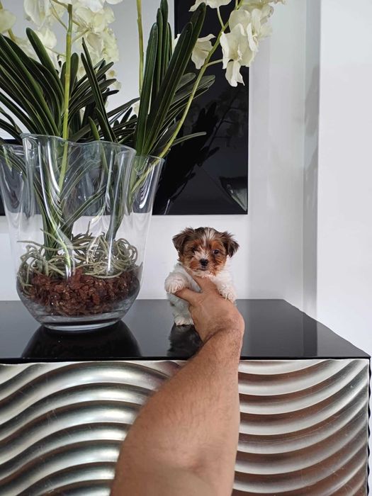 Yorkshire Terrier  Miniatura  FEMEA BRANCA E LILAC TAN