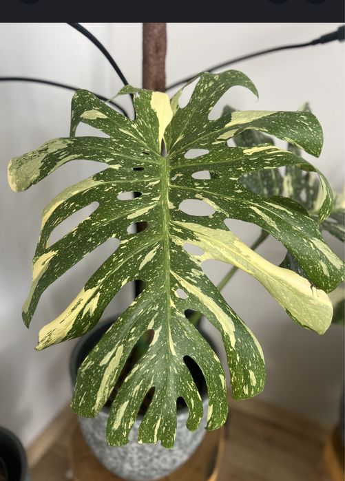 Monstera Thai Constellation